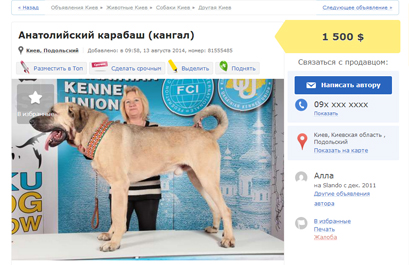 OLX.UA